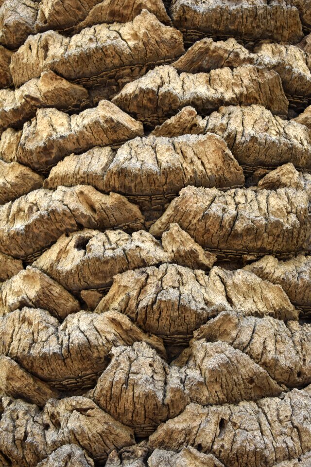 Texture tree trunk
