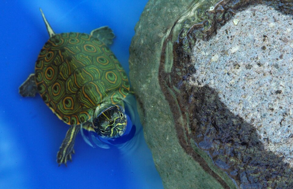 Aquatic swim nature