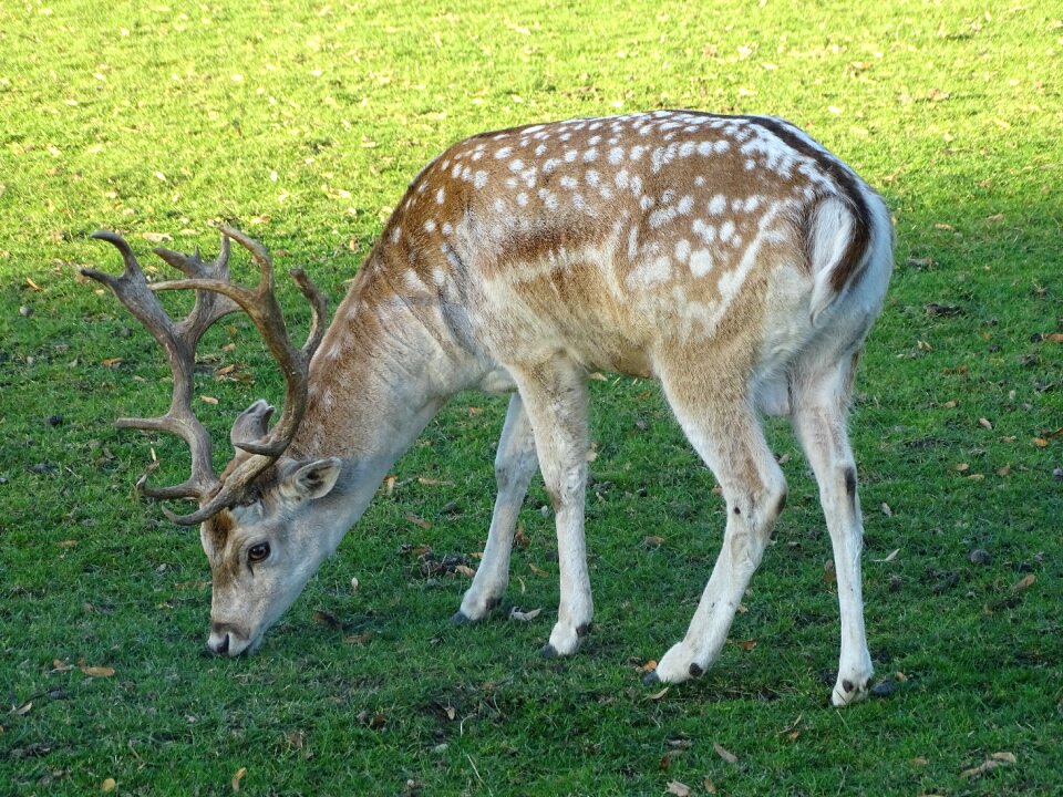 Mammals wild wood