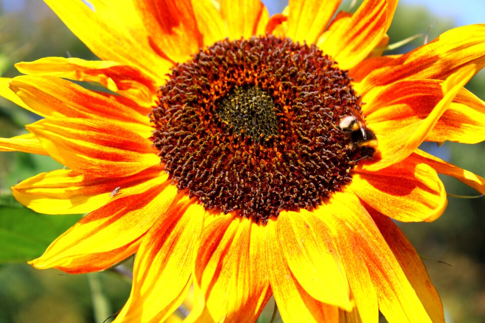 Bloom yellow summer