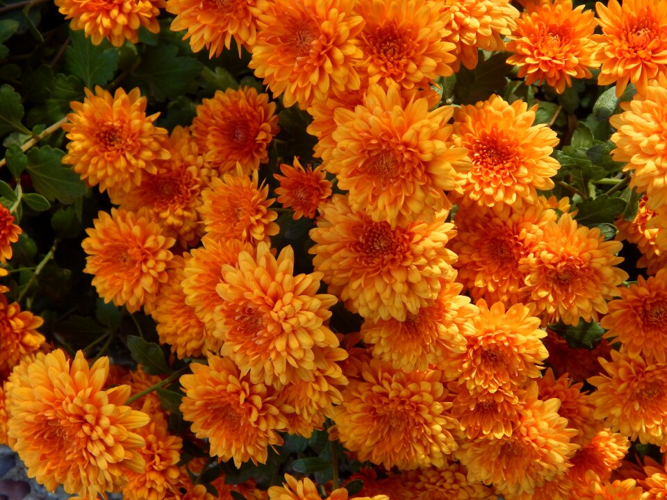 Flower floral blossom