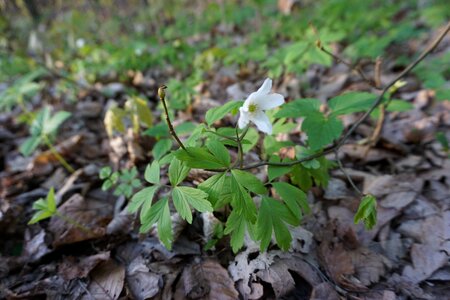 Undergrowth flower nature