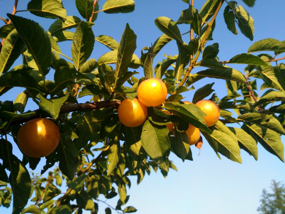 Food delicious vitamins