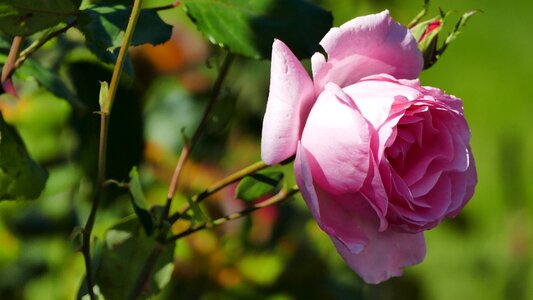 Rose pink blossom photo