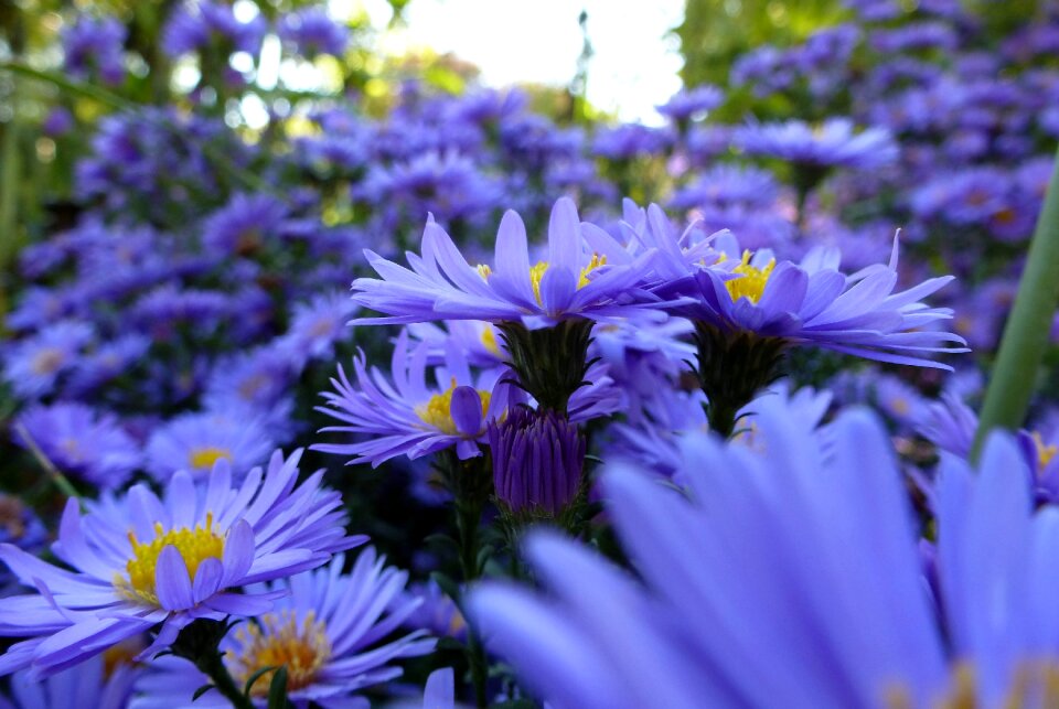 Mood garden lighting