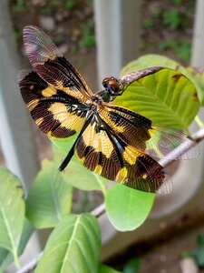 Dragonfly big