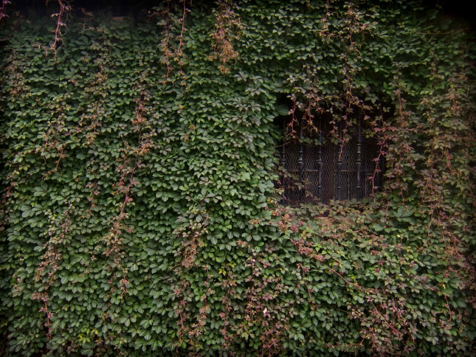 Liérganes cantabria wall