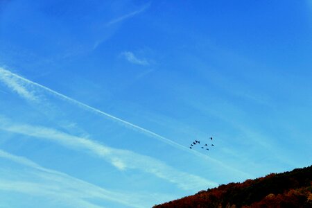 Sky swarm flying photo