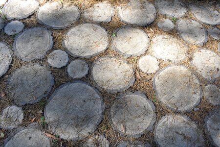 Paving tree slice photo