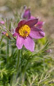 Różówy purple pasqueflower