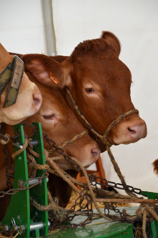 Cow race limousine hauts de france