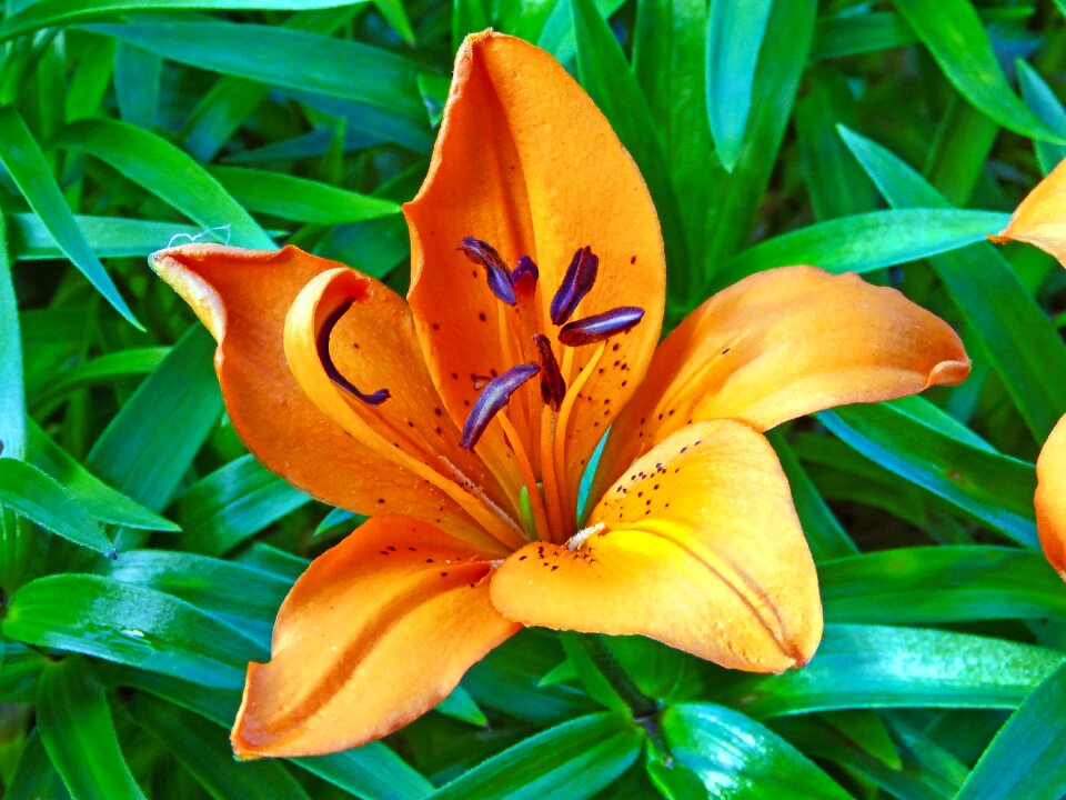 Blossom bloom nature