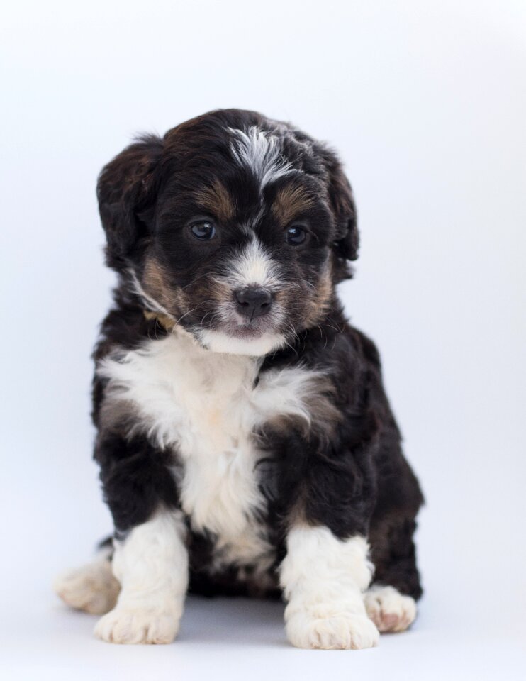 Doodle poodle bernese mountain dog