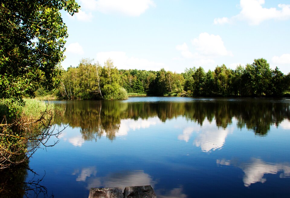 Water mirroring pond plant