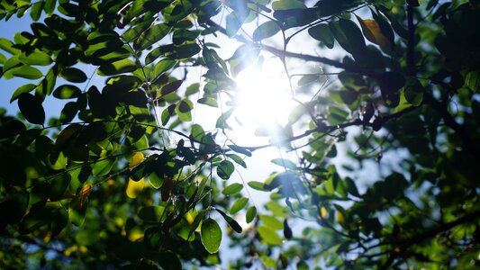 Light filtering leaves tree