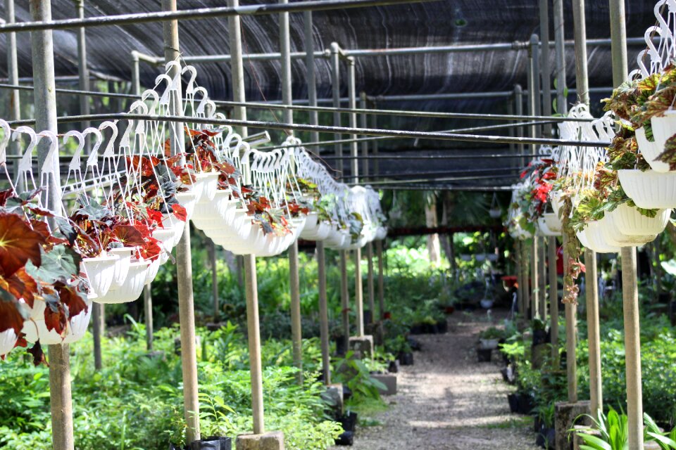 Plant nursery flower