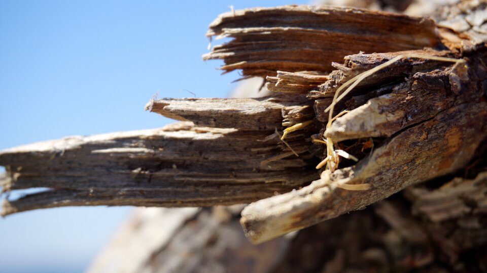 Dead tree macro plant