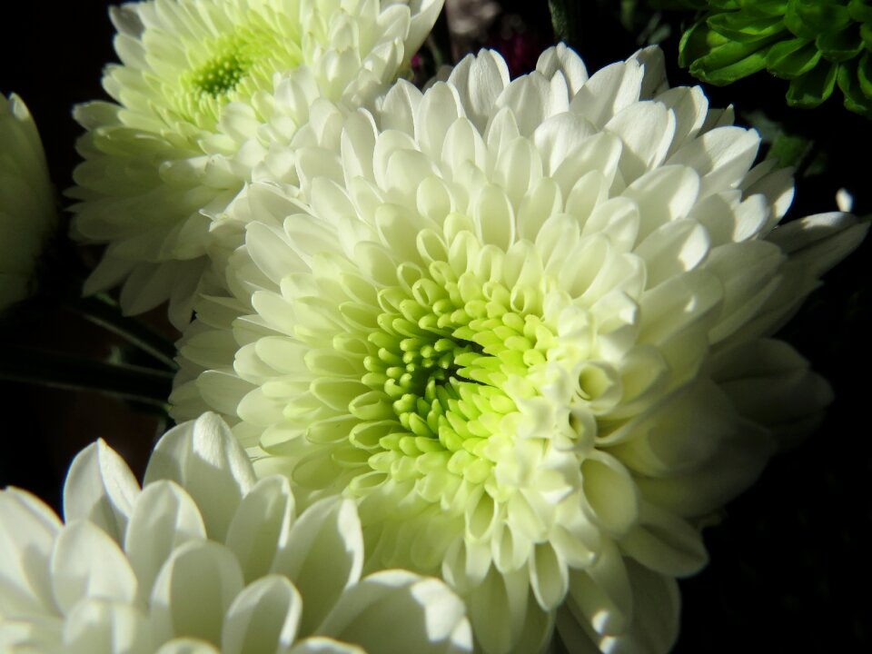 Flowers chrysanthemums white
