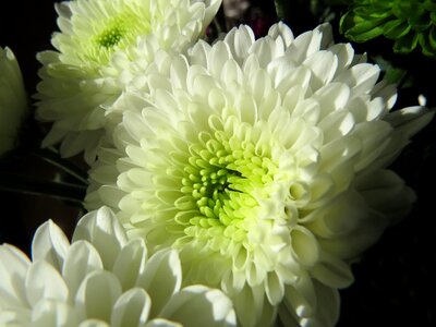 Flowers chrysanthemums white