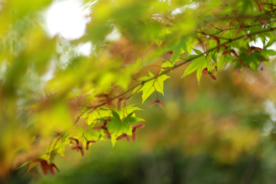 Autumn the leaves nature