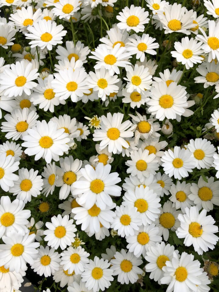 Spring flowers white flower