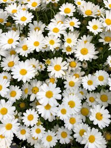 Spring flowers white flower