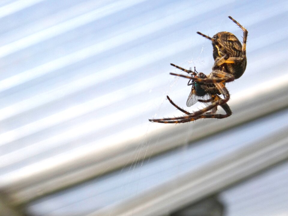 Spider catches fly araneus spider in a glass house