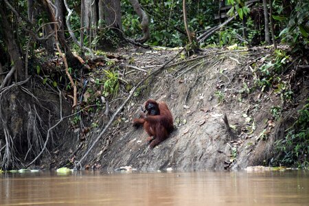 Orangutan monkey animals
