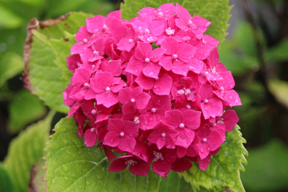 Summer garden plant