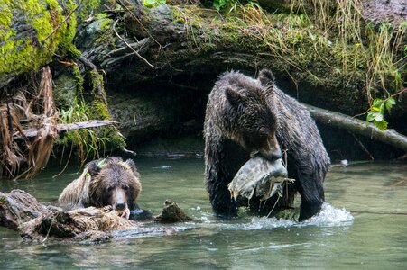 Bute inlet canada