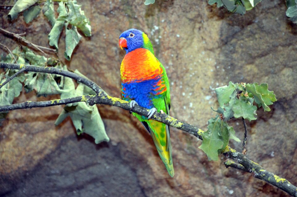 Tropical animal world colorful