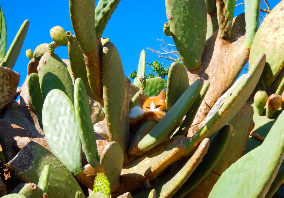 Animals sky hidden