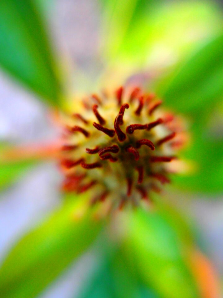 Garden flora pistil