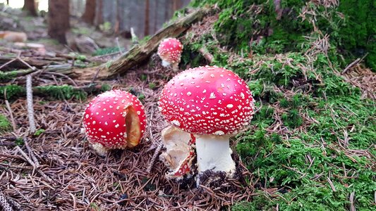 Mushroom red white photo