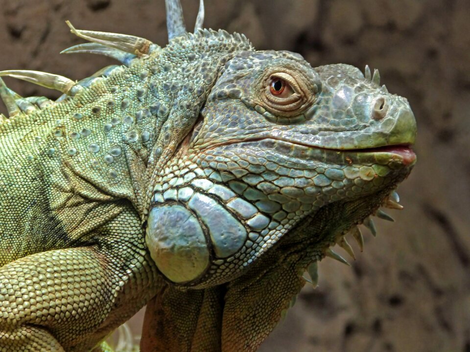 Iguana zoo reptile