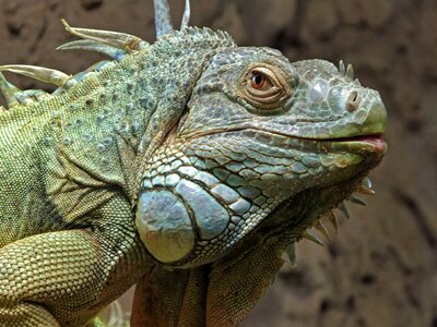 Iguana zoo reptile