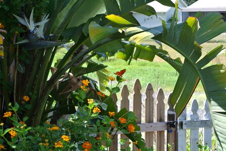 Plant color flowers