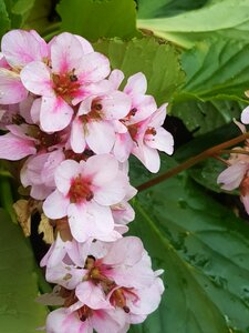 Cobbler pink garden plant photo
