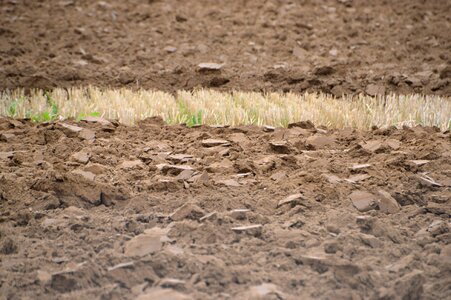 Wheat plant cut