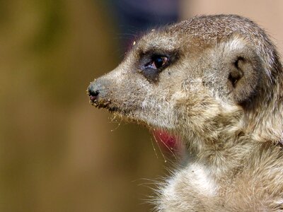 Meerkat guard zoo
