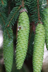 Wood idyllic pine cones photo