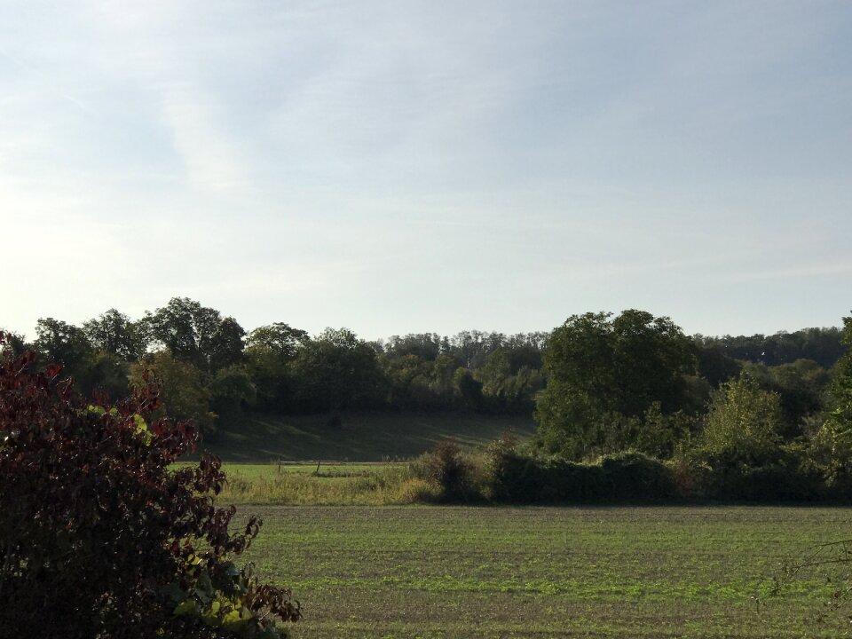 Field tree sky