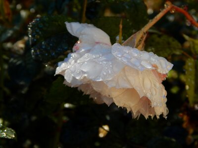 Rain drops dew