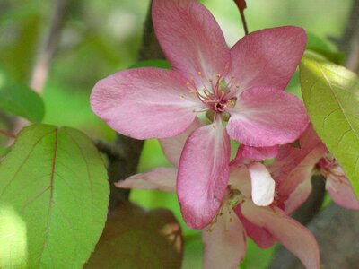 Apple blossom spring photo