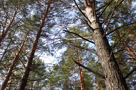 Autumn pine trees photo