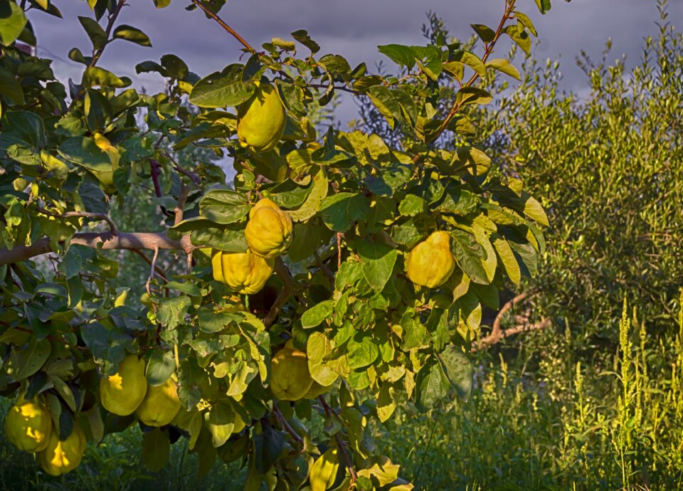 Quince autumn fruit tree of quince