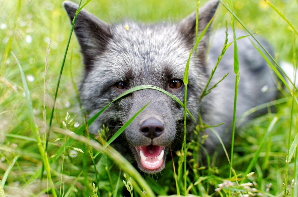 Fur animal mammals