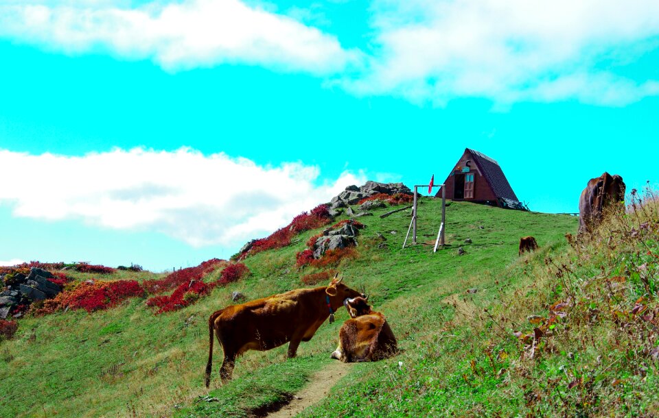 Home alps highland