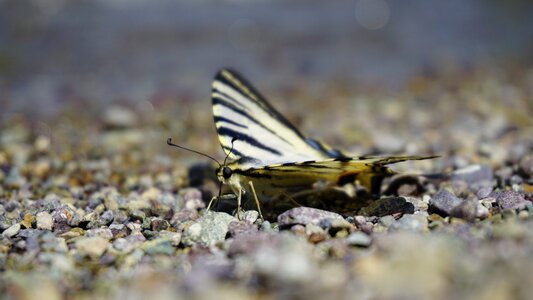 Animal insect macro