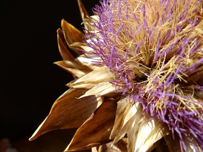 Dried purple bloom
